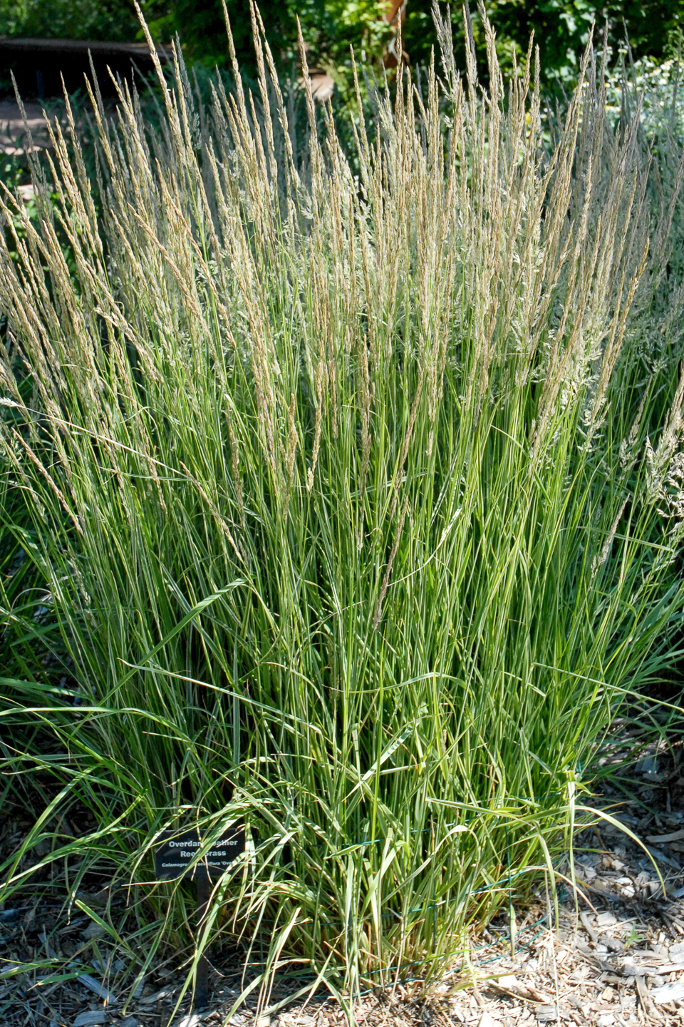 Overdam Feather Reed Grass